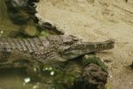 Slender-snouted Crocodile, Crocodylus cataphractus