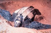Leatherback Sea Turtle, Dermochelys coriacea