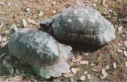 T. marginata marginata (left) and  T. marginata sarda (right).