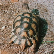 The oblong marking at the tail is a characteristic of this tortoise living on the edge of the marsh.