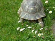 The tell-tale tail. The carapace protecting the tail is not divided, as in most tortoises.