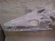 Anterolateral view of Platecarpus tympaniticus skull at Yale University, Peabody Museum.