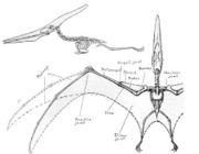 Pteranodon skeletal drawing from a 1914 scientific paper.