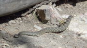 Rattlesnake in British Columbia, Canada