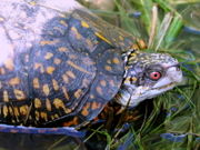 Gulf Coast Box Turtle, Terrapene carolina major