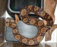 Red-tailed Boa, Boa constrictor