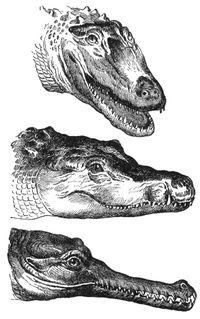 From the top: Head of an American alligator (Alligator mississippiensis), a Nile crocodile (Crocodylus niloticus), and an Indian gharial (Gavialis gangeticus).