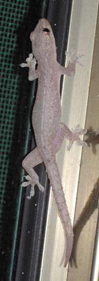 House gecko on vertical surface