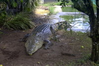 Large Crocodile in captivity in Australia