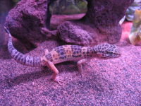 Leopard gecko, four months old