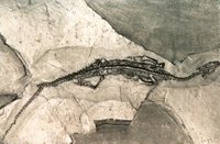 Pachypleurosaurus edwardsi