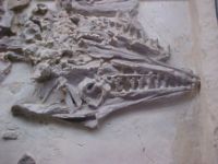 Skull and jaws of the pythonomorphan Platecarpous at Peabody Museum, Yale University.