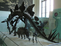 Stegosaurus skeleton at the American Museum of Natural History in New York City.
