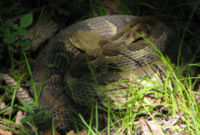 Timber rattlesnake, Crotalus horridus