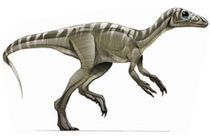 A reconstruction of Eoraptor, an early dinosaur.