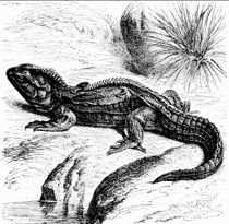 Sphenodon punctatus, drawing from unknown period