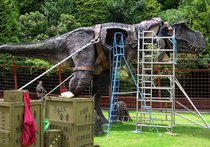A worker on scaffolding services the head of a full-size animatronic model of Tyrannosaurus rex.