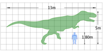 Size of a human compared to a Tyrannosaurus rex.