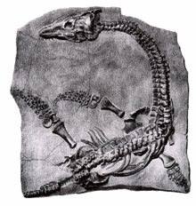 The first plesiosaur fossil, discovered by Mary Anning, 1821