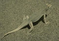 Coachella Valley Fringe-toed Lizard, Uma inornata