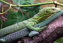 Green tree monitor lizard, Varanus prasinus