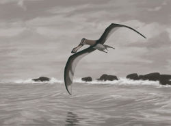 Coloborhynchus piscator, a Late Cretaceous pterosaur.