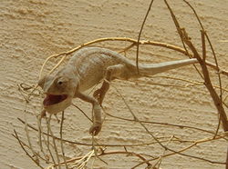 Mediterranean Chameleon (Chamaeleo chamaeleon) in the Makhtesh Ramon, Israel.
