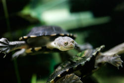 Eastern Long-necked Tortoise (Chelodina longicollis)