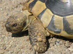 Eastern Hermann's Tortoise