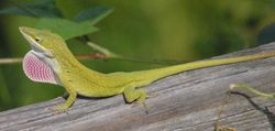 Carolina Anole with dewlap extended