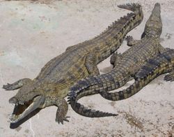 Living archosaurs include crocodiles (pictured above) and birds.