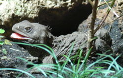 In the tuatara, two rows of teeth in the upper jaw close over one row in the lower jaw