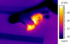 Thermographic image of a snake eating a mouse.