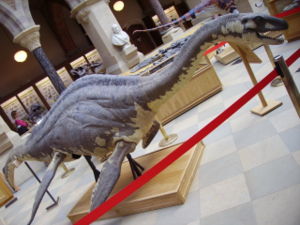 Cryptoclidus reconstruction in Oxford University Museum of Natural History