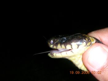 Banded Krait (Bungarus fasciatus), an Elapid, with no loreal scale between nasal and pre-ocular scales.