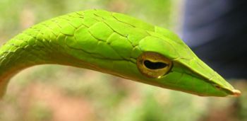 Elaborately shaped scales on the head of a Vine snake, Ahaetulla nasuta.