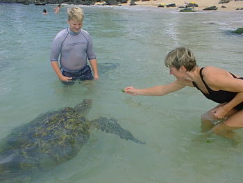 Trustful sea turtle in Hawaiian waters
