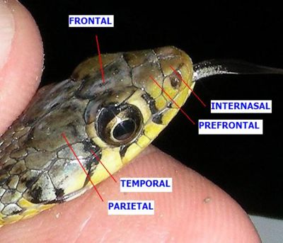 Nomenclature of scales (top view of head)