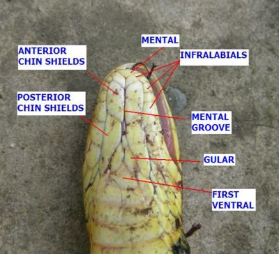 Nomenclature of scales (underside view of head)