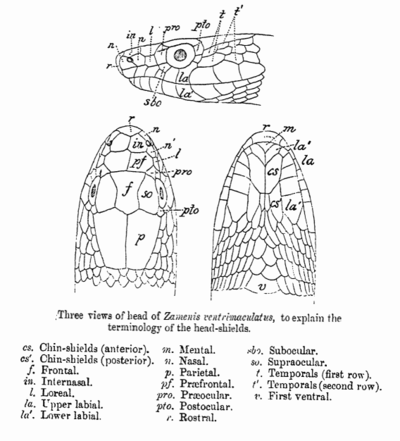 A line diagram from G.A. Boulenger's Fauna of British India (1890)illustrating the terminology of shields on the head of a snake