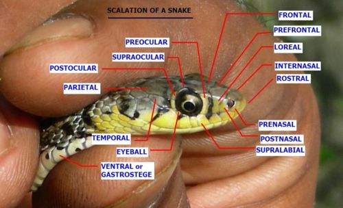 Nomenclature of scales (side view of head)
