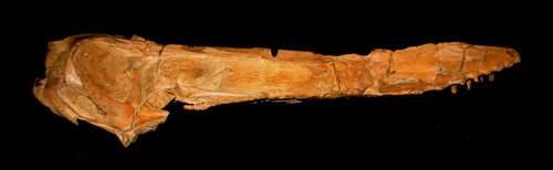 The three dimensionally preserved skull of Anhanguera santanae, from the Santana Formation, Brazil.