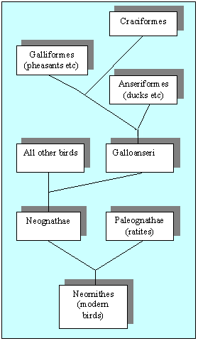 Relationships between bird orders according the Sibley-Ahlquist taxonomy. "Galloanseri" is now considered a superorder Galloanserae.