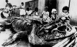 Sweetheart, a large saltwater crocodile that attacked boats